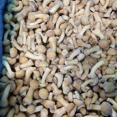 Заморожування гриба Намеко